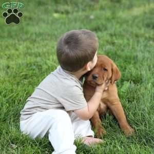 Denise, Fox Red Labrador Retriever Puppy